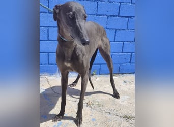 Athena - wunderschöne Galga mit dunklem Fell sucht ihr Zuhause