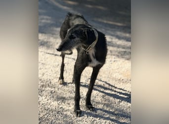 Carbón , ein bezaubernder Rauhaar Galgo