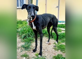 Mandi - junge und katzenfreundliche Galga mit besonderem Gesicht und viel Lebensfreude
