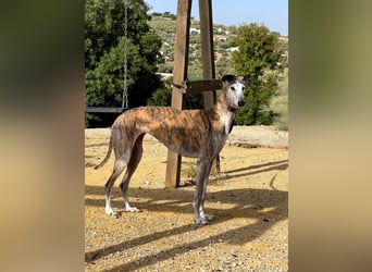 Artillera, wünscht sich ein warmes Plätzle