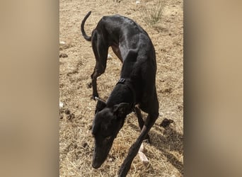 Dingo - Eine schwarze Perle sucht endlich sein großes Glück!