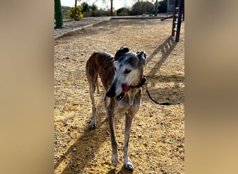 Artillera, wünscht sich ein warmes Plätzle