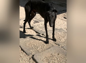 Cacahuete - schwarzer Galgo mit sanfter Seele sucht sein Glück