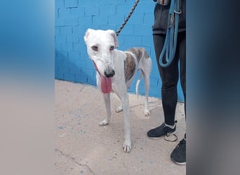 Niko, hofft auf sein Weihnachtswunder