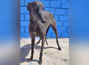 Athena ,wunderschöne Galga mit dunklem Fell sucht ihr Zuhause