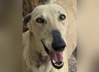 Giovana - sanfte Galgo-Schönheit sucht ihr liebevolles Zuhause