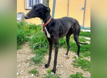 Mandi - junge und katzenfreundliche Galga mit besonderem Gesicht und viel Lebensfreude