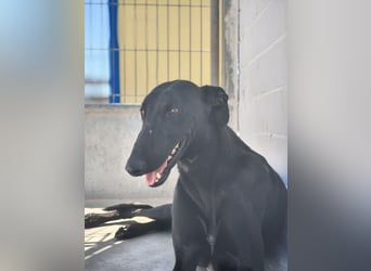 Limoncello ,Ein Herz aus Gold im schwarzen Galgo-Gewand