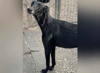 Indira, eine tolle schwarze Galga