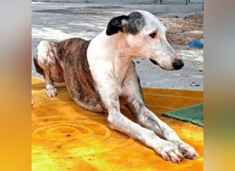 Lion, ein stattlicher Galgo Bub