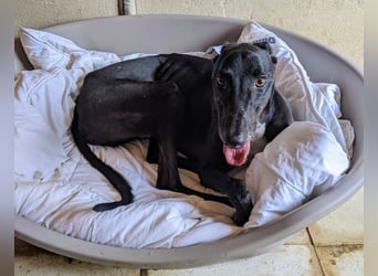 Dingo - Eine schwarze Perle sucht endlich sein großes Glück!