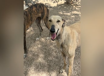 Giovana - sanfte Galgo-Schönheit sucht ihr liebevolles Zuhause
