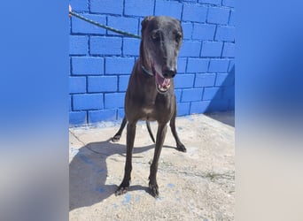 Athena - wunderschöne Galga mit dunklem Fell sucht ihr Zuhause