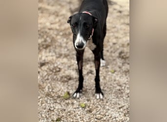 Jadiya - schwarze Galgo-Schönheit mit weißem Herzfleck sucht ihr Glück