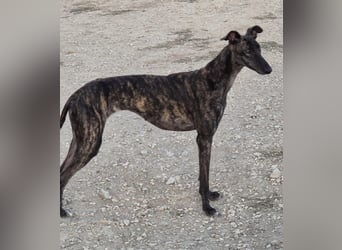 Candela, träumt von einem warmen Körbchen