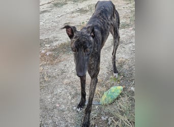 Candela, träumt von einem warmen Körbchen