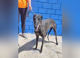 Athena ,wunderschöne Galga mit dunklem Fell sucht ihr Zuhause