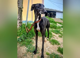 Mandi - junge und katzenfreundliche Galga mit besonderem Gesicht und viel Lebensfreude