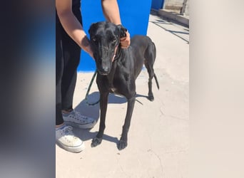 Limoncello ,Ein Herz aus Gold im schwarzen Galgo-Gewand