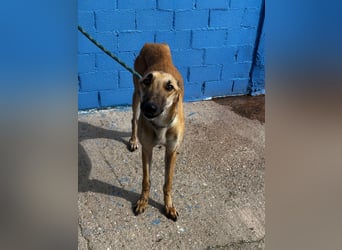 Marshal, er musste viel Leid ertragen