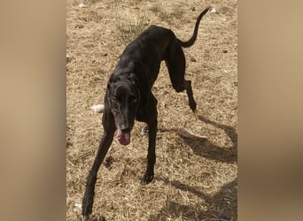Dingo - Eine schwarze Perle sucht endlich sein großes Glück!