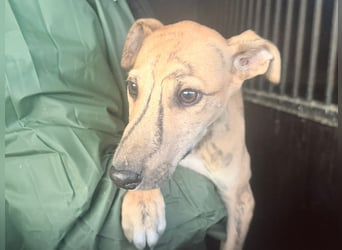 Alvaro, kleine Langnase zum verlieben