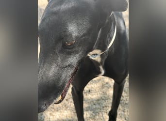 Cacahuete - schwarzer Galgo mit sanfter Seele sucht sein Glück