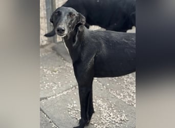 Indira, eine tolle schwarze Galga