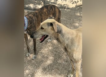 Giovana - sanfte Galgo-Schönheit sucht ihr liebevolles Zuhause