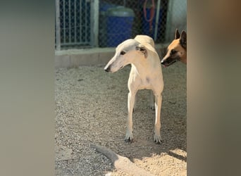 Tigrillo- cremefarbener Langbein sucht sein Glück