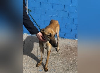 Marshal, er musste viel Leid ertragen