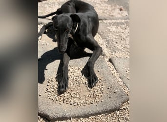 Cacahuete - schwarzer Galgo mit sanfter Seele sucht sein Glück