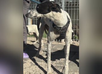 Napoli, hübscher sozialer Galgobub