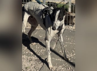 Napoli, hübscher sozialer Galgobub
