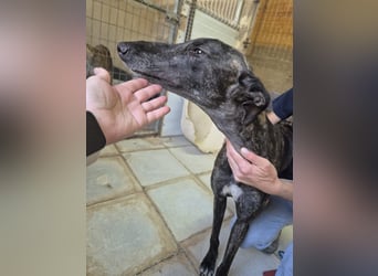 Candela, träumt von einem warmen Körbchen