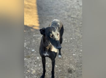 Simón,  hübsche Langnase sucht ein Zuhause