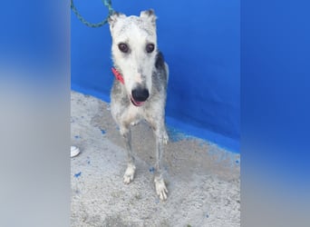 Tejón - ältere Galgo-Seele sucht wieder ein Zuhause