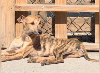 Alvaro, kleine Langnase zum verlieben