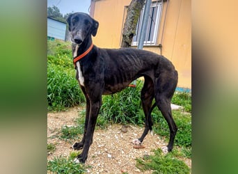 Mandi - junge und katzenfreundliche Galga mit besonderem Gesicht und viel Lebensfreude