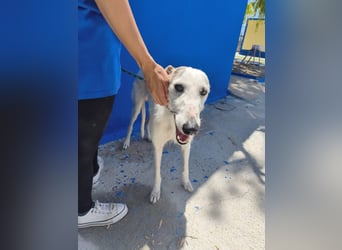 Pinocho ,sanfter Rauhaar-Galgo mit besonderem Charme sucht sein Glück