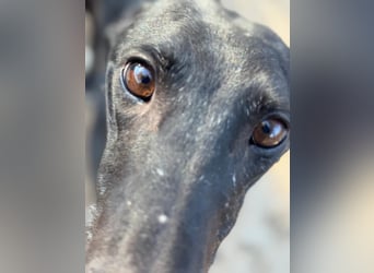 Simón,  hübsche Langnase sucht ein Zuhause