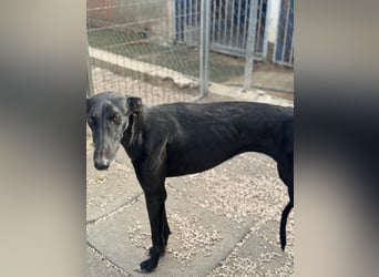 Indira, eine tolle schwarze Galga
