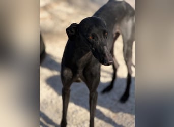 Simón,  hübsche Langnase sucht ein Zuhause