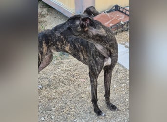 Candela, träumt von einem warmen Körbchen