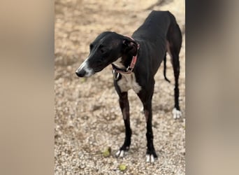 Jadiya - schwarze Galgo-Schönheit mit weißem Herzfleck sucht ihr Glück