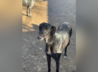 Simón,  hübsche Langnase sucht ein Zuhause