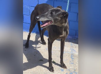 Athena - wunderschöne Galga mit dunklem Fell sucht ihr Zuhause