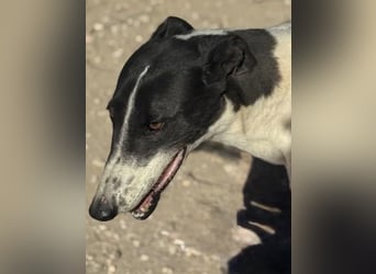 Chantelle, sucht ein warmes Körbchen