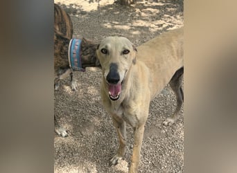 Giovana - sanfte Galgo-Schönheit sucht ihr liebevolles Zuhause
