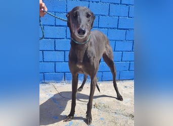 Athena ,wunderschöne Galga mit dunklem Fell sucht ihr Zuhause